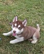 Small Photo #6 Siberian Husky Puppy For Sale in IRVING, TX, USA