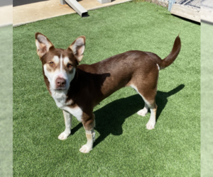 Collie-Huskies Mix Dogs for adoption in McKinney, TX, USA