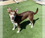 Small Collie-Huskies  Mix