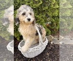 Small #2 Cockapoo
