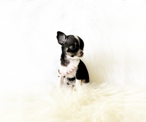 Chihuahua Puppy for Sale in SACRAMENTO, California USA