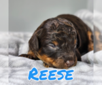 Puppy Reese Poodle (Miniature)