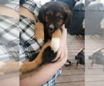 Small #2 German Shepherd Dog Mix