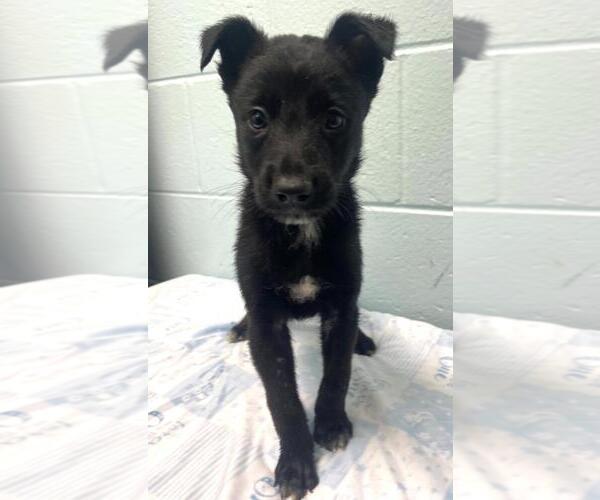 Medium Photo #1 Border Collie-Unknown Mix Puppy For Sale in Tulsa, OK, USA
