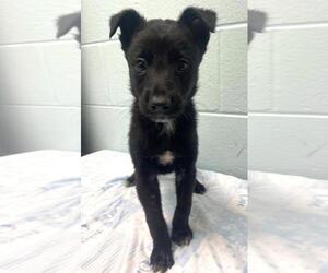 Border Collie-Unknown Mix Dogs for adoption in Tulsa, OK, USA