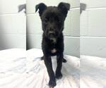 Small Border Collie Mix