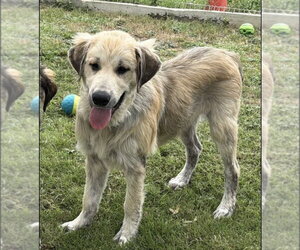 Mutt Dogs for adoption in Andover, MN, USA