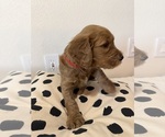 Puppy Milo --Golden Retriever Mix