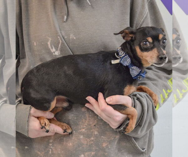 Medium Photo #2 Chipin Puppy For Sale in Huntley, IL, USA