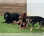 Small #1 Borador