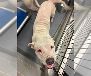 American Staffordshire Terrier-Unknown Mix Dogs for adoption in San Antonio, TX, USA