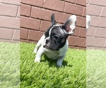 Small Photo #6 French Bulldog Puppy For Sale in CARY, NC, USA