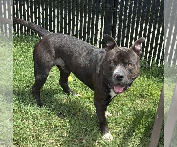Medium Photo #2 American Pit Bull Terrier-Unknown Mix Puppy For Sale in Millersville, MD, USA