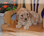 Small #2 Cavapoo