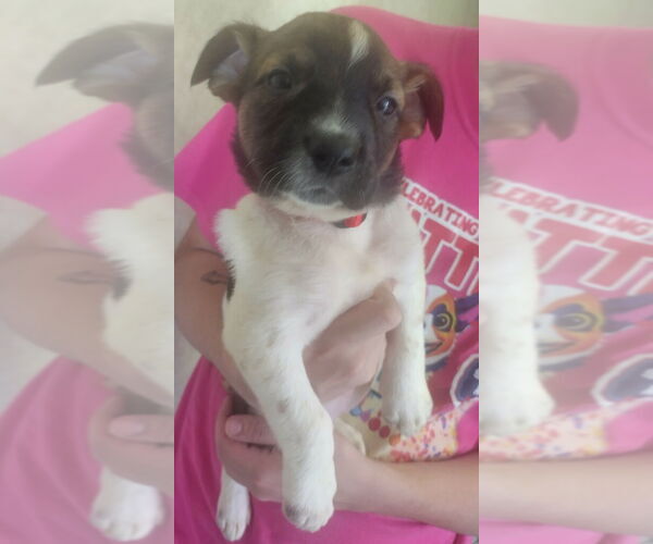 Medium Photo #1 Great Dane-Unknown Mix Puppy For Sale in Amarillo, TX, USA