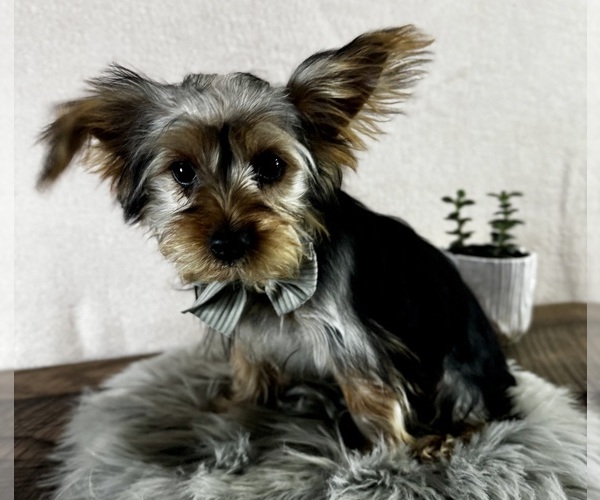 Medium Photo #6 Yorkshire Terrier Puppy For Sale in NAPPANEE, IN, USA