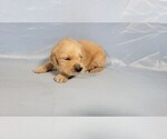 Small Photo #10 Golden Retriever Puppy For Sale in FALCON, CO, USA