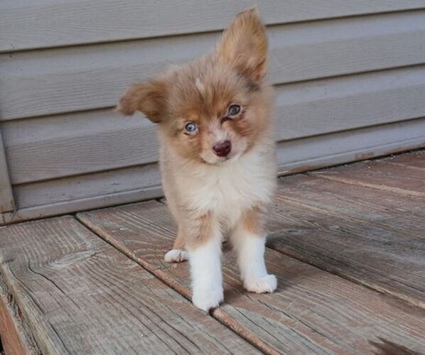 Medium Photo #1 Miniature Australian Shepherd Puppy For Sale in MILTON, WI, USA