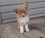 Small Miniature Australian Shepherd