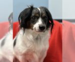 Small #2 Dachshund Mix