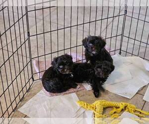 Havanese Puppy for sale in TUCSON, AZ, USA