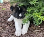 Puppy Luna Akita