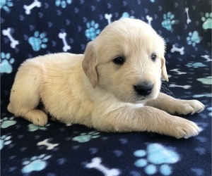 Golden Retriever Puppy for sale in AUSTIN, KY, USA