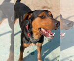 Small #3 Doberman Pinscher Mix