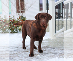 Small Photo #1 Labrador Retriever Puppy For Sale in SYRACUSE, IN, USA