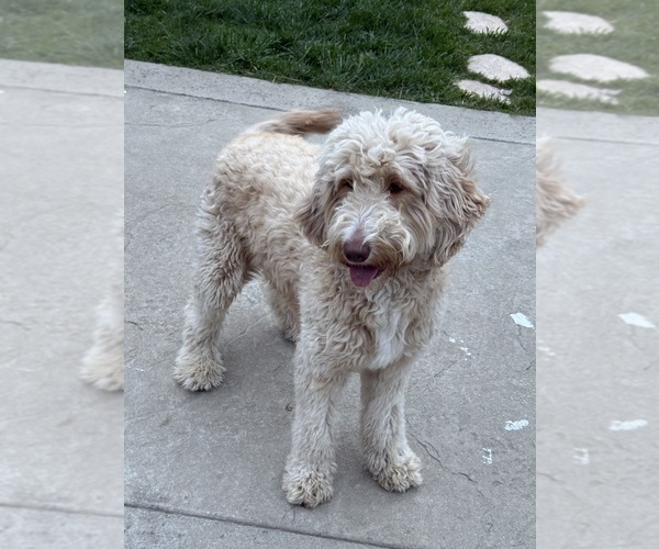 Medium Photo #1 Goldendoodle-Poodle (Standard) Mix Puppy For Sale in SACRAMENTO, CA, USA