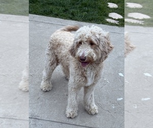 Mother of the Goldendoodle-Poodle (Standard) Mix puppies born on 05/12/2025