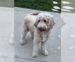 Small Photo #1 Goldendoodle-Poodle (Standard) Mix Puppy For Sale in SACRAMENTO, CA, USA
