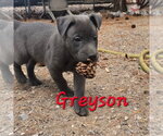Small #3 German Shepherd Dog Mix