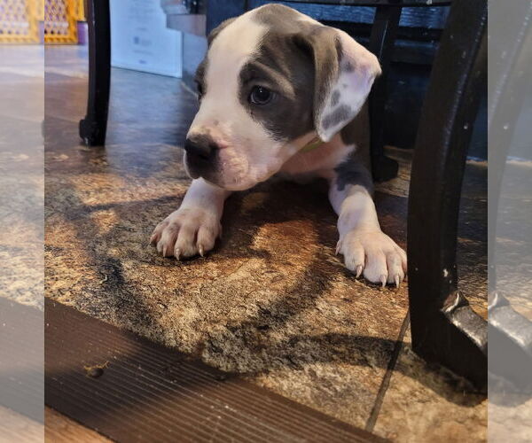 Medium Photo #1 Mutt Puppy For Sale in New London, WI, USA