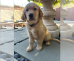 Small #14 Golden Retriever