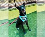 Small #1 Labrador Retriever Mix