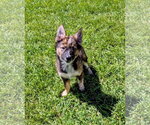 Small #12 German Shepherd Dog Mix