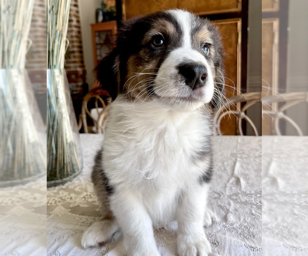 Medium Photo #2 Australian Shepherd Puppy For Sale in COLLEYVILLE, TX, USA