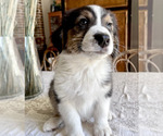Small Photo #2 Australian Shepherd Puppy For Sale in COLLEYVILLE, TX, USA