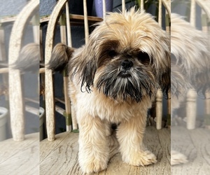 Shih Tzu Puppy for sale in CHICO, CA, USA
