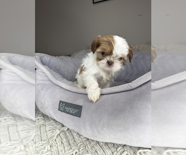 Medium Photo #5 Shih Tzu Puppy For Sale in CHARLOTTE, NC, USA