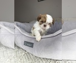 Small #4 Shih Tzu