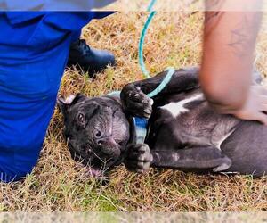 Mutt Dogs for adoption in Forestville, MD, USA