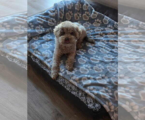 Medium Photo #3 Mutt Puppy For Sale in New London, WI, USA