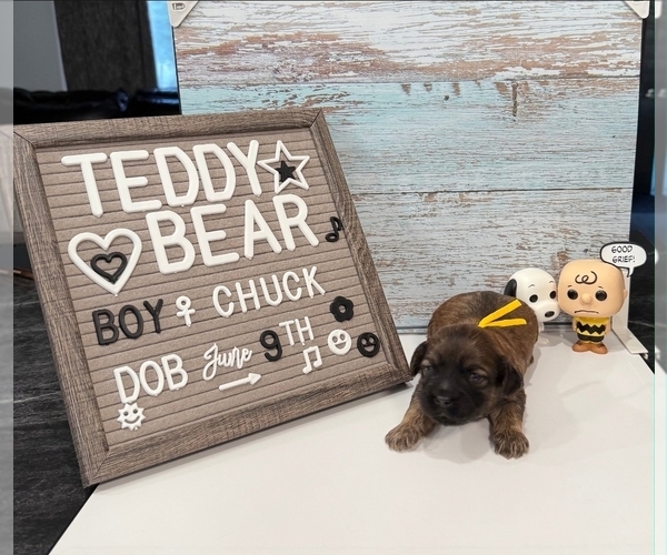 Medium Photo #8 Zuchon Puppy For Sale in NEW YORK MILLS, MN, USA
