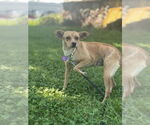 Small #1 Chihuahua Mix