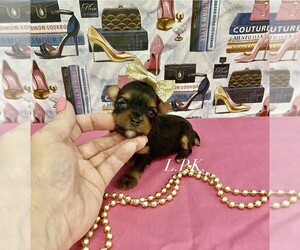 Yorkshire Terrier Puppy for sale in WINNSBORO, LA, USA
