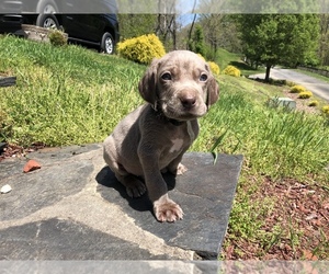 Medium Weimaraner