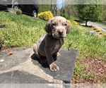 Small Photo #1 Weimaraner Puppy For Sale in ABINGDON, VA, USA