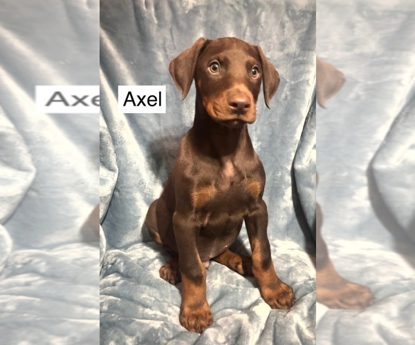 Medium Photo #2 Doberman Pinscher Puppy For Sale in POMEROY, OH, USA